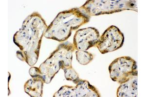Immunohistochemistry (IHC) image for anti-Heat Shock Protein 90kDa alpha (Cytosolic), Class B Member 1 (HSP90AB1) (AA 449-481), (C-Term) antibody (ABIN3042462)