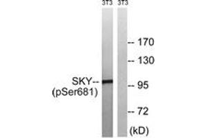 Western blot analysis of extracts from NIH-3T3 cells treated with EGF 200ng/ml 5', using MER/SKY (Phospho-Tyr749/681) Antibody. (MER/SKY (AA 716-765), (pTyr749) 抗体)