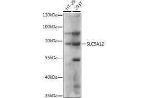 Western blot analysis of extracts of various cell lines, using SLC5 antibody (ABIN7270468) at 1:1000 dilution. (SLC5A12 抗体  (AA 200-280))