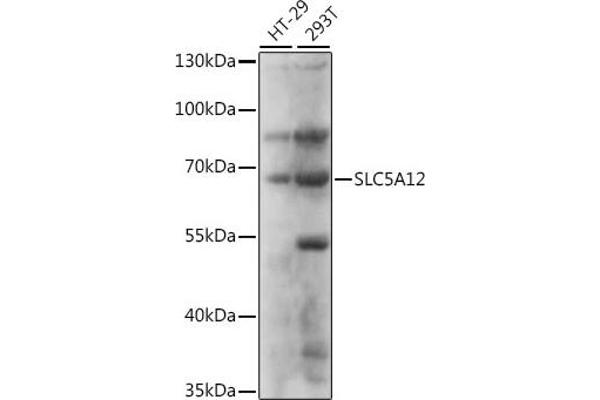 SLC5A12 抗体  (AA 200-280)