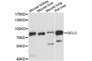 Western blot analysis of extracts of various cell lines, using GCLC antibody (ABIN6292116) at 1:3000 dilution.