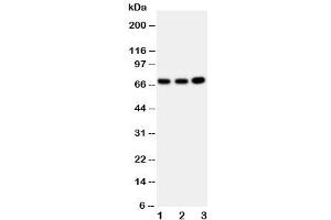 Western blot testing of GBP1 antibody and Lane 1:  U87 (GBP1 抗体  (AA 566-589))