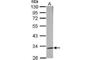 WB Image Sample (50 ug of whole cell lysate) A: mouse brain 10% SDS PAGE antibody diluted at 1:500 (TARDBP 抗体)
