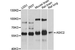 Western blot analysis of extracts of various cells, using ASIC2 antibody. (ACCN1 抗体)