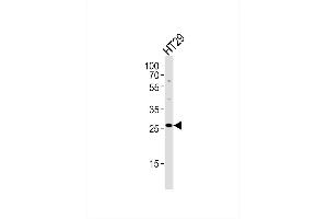 Western blot analysis of lysate from HT29 cell line,using MRPL16 Antibody, was diluted at 1:1000. (MRPL16 抗体)
