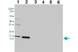 Western Blot analysis of (1) 25 ug whole cell extracts of Hela cells, (2) 15 ug histone extracts of Hela cells, (3) 1 ug of recombinant histone H2A, (4) 1 ug of recombinant histone H2B, (5) 1 ug of recombinant histone H3, (6) 1 ug of recombinant histone H4. (HIST1H3A 抗体  (3meLys36))