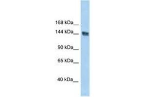 Image no. 1 for anti-UACA (UACA) (AA 1309-1358) antibody (ABIN6747684) (UACA 抗体  (AA 1309-1358))