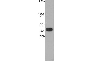 Blots of crude cow cerebellum homogenate blotted with ABIN1842244. (ALDOC 抗体  (N-Term))