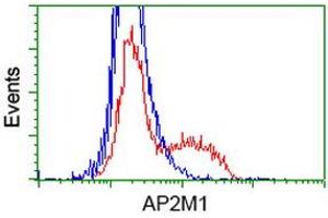 Image no. 2 for anti-Adaptor-Related Protein Complex 2, mu 1 Subunit (AP2M1) antibody (ABIN1496652) (AP2M1 抗体)