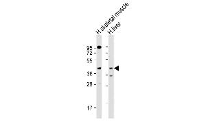All lanes : Anti-ANGPTL4 Antibody (Center) at 1:1000 dilution Lane 1: human skeletal muscle lysate Lane 2: human liver lysate Lysates/proteins at 20 μg per lane. (ANGPTL4 抗体  (AA 138-167))