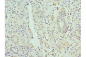 Immunohistochemistry of paraffin-embedded human pancreatic tissue using ABIN7154645 at dilution of 1:100 (GDA 抗体  (AA 165-454))