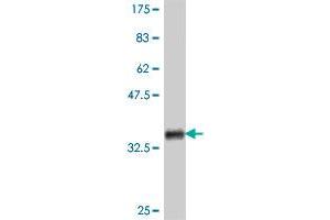 Western Blot detection against Immunogen (35. (NRF1 抗体  (AA 201-285))