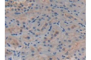 Immunohistochemistry (IHC) image for anti-Glutathione S-Transferase alpha 4 (GSTA4) (AA 2-222) antibody (ABIN7442771)