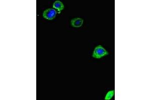 Immunofluorescent analysis of HepG2 cells using ABIN7150406 at dilution of 1:100 and Alexa Fluor 488-congugated AffiniPure Goat Anti-Rabbit IgG(H+L) (CCDC111 抗体  (AA 305-537))