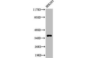Western Blot analysis of 293 cells using Cleaved-MMP-23 (Y79) Polyclonal Antibody (MMP23A 抗体  (Cleaved-Tyr79))