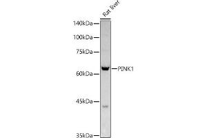 PINK1 Antikörper  (AA 282-581)