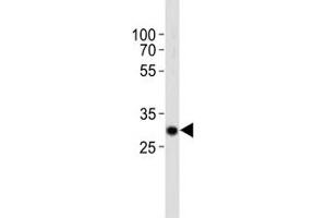 Western blot analysis of lysate from mouse kidney tissue using Hes1 antibody diluted at 1:1000. (HES1 抗体  (AA 102-137))