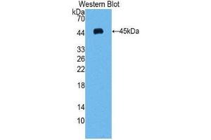 Western Blotting (WB) image for anti-Vascular Endothelial Growth Factor C (VEGFC) (AA 47-413) antibody (ABIN3209176) (VEGFC 抗体  (AA 47-413))
