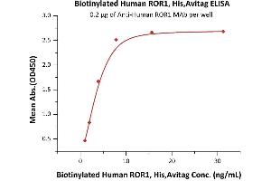 Immobilized A ROR1 MAb at 2 μg/mL (100 μL/well) can bind Biotinylated Human / Cynomolgus / Rhesus macaque ROR1, His,Avitag (ABIN6386448,ABIN6388281) with a linear range of 0.