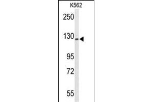 Western blot analysis of TREF1 Antibody (C-term) (ABIN653305 and ABIN2842805) in K562 cell line lysates (35 μg/lane).