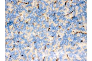 FCGRT was detected in paraffin-embedded sections of mouse brain tissues using rabbit anti- FCGRT Antigen Affinity purified polyclonal antibody at 1 μg/mL. (FcRn 抗体  (AA 54-291))