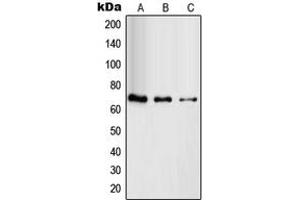 Western blot analysis of RAB11FIP4 expression in HuvEc (A), HeLa (B), HT29 (C) whole cell lysates. (RAB11FIP4 抗体  (Center))