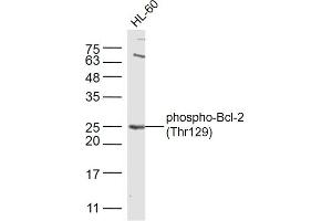 HL-60 cell line lysates probed with Bcl-2 (Thr129) Polyclonal Antibody, Unconjugated  at 1:300 dilution and 4˚C overnight incubation. (Bcl-2 抗体  (pThr129))