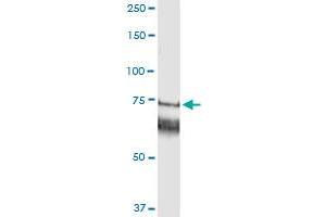 Immunoprecipitation of GARS transfected lysate using anti-GARS MaxPab rabbit polyclonal antibody and Protein A Magnetic Bead , and immunoblotted with GARS purified MaxPab mouse polyclonal antibody (B01P) . (GARS 抗体  (AA 1-685))