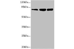 Western blot All lanes: GMPS antibody at 2. (GMP Synthase 抗体  (AA 394-693))