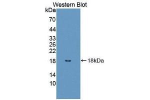 Western blot analysis of the recombinant protein. (UBA52 抗体  (AA 1-128))