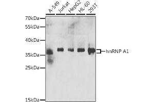 Western blot analysis of extracts of various cell lines, using hnRNP  antibody (ABIN6128029, ABIN6141896, ABIN6141899 and ABIN6223388) at 1:200 dilution. (HNRNPA1 抗体  (AA 1-372))