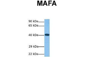 Host:  Rabbit  Target Name:  MAFA  Sample Tissue:  Human HCT116  Antibody Dilution:  1. (MAFA 抗体  (N-Term))