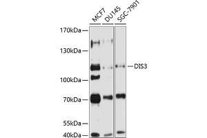 Western blot analysis of extracts of various cell lines, using DIS3 antibody (ABIN6131844, ABIN6139631, ABIN6139632 and ABIN6224049) at 1:1000 dilution. (DIS3 抗体  (AA 1-280))