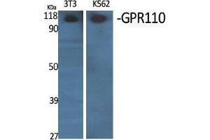 Western Blotting (WB) image for anti-G Protein-Coupled Receptor 110 (GPR110) (C-Term) antibody (ABIN3184835) (G Protein-Coupled Receptor 110 抗体  (C-Term))