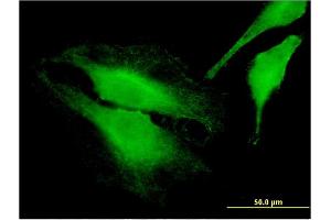 Immunofluorescence (IF) image for anti-FERM, RhoGEF (ARHGEF) and Pleckstrin Domain Protein 1 (Chondrocyte-Derived) (FARP1) (AA 471-549) antibody (ABIN523536)