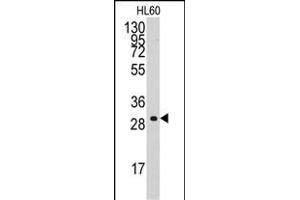 Western blot analysis of anti-CCNC Antibody (C-term) (ABIN392297 and ABIN2841953) in HL60 cell line lysates (35 μg/lane). (Cyclin C 抗体  (C-Term))