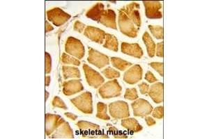 Formalin-fixed and paraffin-embedded human skeletal muscle reacted with COX4I1 Antibody (N-term), which was peroxidase-conjugated to the secondary antibody, followed by DAB staining. (COX IV 抗体  (N-Term))