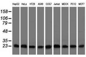 Image no. 2 for anti-ClpP Caseinolytic Peptidase, ATP-Dependent, Proteolytic Subunit Homolog (E. Coli) (CLPP) antibody (ABIN1497536) (CLPP 抗体)