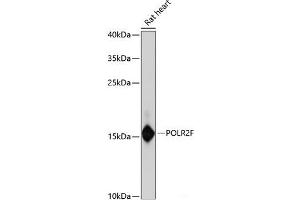 Western blot analysis of extracts of Rat heart using POLR2F Polyclonal Antibody at dilution of 1:3000. (POLR2F 抗体)
