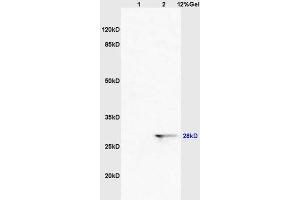 SDS-PAGE (SDS) image for anti-Cell Division Cycle Associated 5 (CDCA5) (AA 101-200) antibody (ABIN872622)
