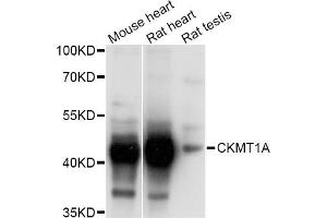 Western blot analysis of extracts of various cell lines, using CKMT1A Antibody (ABIN1871875) at 1:1000 dilution. (CKMT1A 抗体)