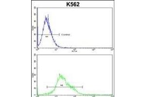 PTK2 Antibody (C-term) (ABIN652554 and ABIN2842372) flow cytometric analysis of k562 cells (bottom histogram) compared to a negative control cell (top histogram). (FAK 抗体  (C-Term))