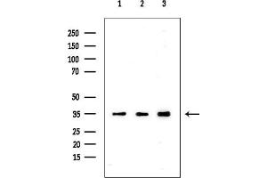 Western blot analysis of lysates from various samples, using OR56B4 Mouse Monoclonal Antibody at 1/1000 dilution.