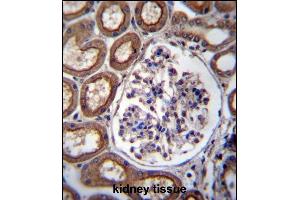 PLS1 Antibody (C-term) (ABIN657071 and ABIN2846234) immunohistochemistry analysis in formalin fixed and paraffin embedded human kidney tissue followed by peroxidase conjugation of the secondary antibody and DAB staining. (PLS1 抗体  (C-Term))