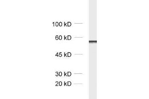 dilution: 1 : 1000, sample: mouse brain homogenate (Secernin 1 抗体)