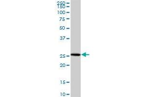 NUBP2 MaxPab polyclonal antibody. (NUBP2 抗体  (AA 1-271))