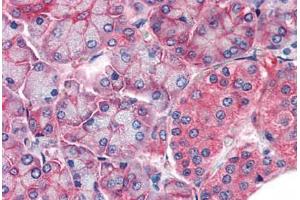 Human Pancreas (formalin-fixed, paraffin-embedded) stained with CLDN14 antibody ABIN337255 at 5 ug/ml followed by biotinylated anti-goat IgG secondary antibody ABIN481715, alkaline phosphatase-streptavidin and chromogen. (CLDN14 抗体  (AA 227-239))