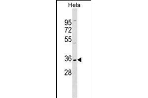 ELOVL1 Antibody (N-term) (ABIN1538842 and ABIN2849424) western blot analysis in Hela cell line lysates (35 μg/lane).