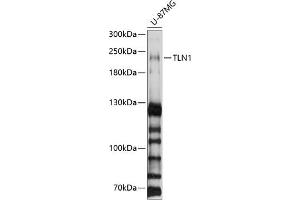 Western blot analysis of extracts of U-87MG cells, using TLN1 antibody (ABIN1683044, ABIN3018627, ABIN3018628 and ABIN6220520) at 1:1000 dilution. (TLN1 抗体  (AA 1-220))