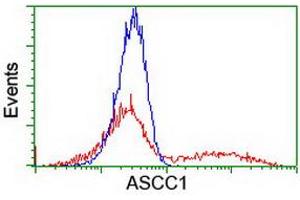HEK293T cells transfected with either RC201872 overexpress plasmid (Red) or empty vector control plasmid (Blue) were immunostained by anti-ASCC1 antibody (ABIN2455192), and then analyzed by flow cytometry. (ASCC1 抗体)